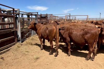 240 Santa Cross Steers