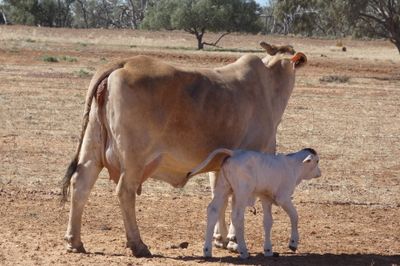 86x21 BrahmanX Cows and Calves
