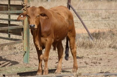 200 Cross Bred HGP FREE No.5 Weaner steers