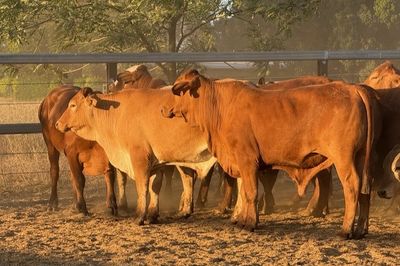 156 GQ Xbred Feeder Steers HGP FREE