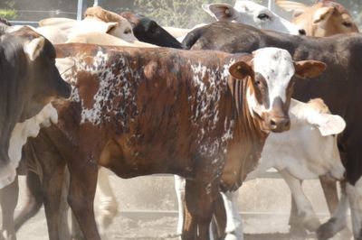 120 Good Quality No.4 BrahmanX Feeder Heifers