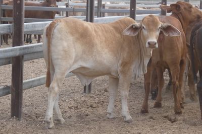 150 GQ No.4 DroughtmasterX Heifers