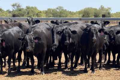 258 VGQ Angus X PTIC/ Cows & Calves Heifers