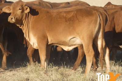 144 Droughtmaster Heifers