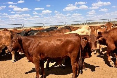 144 VGQ No.5 Cross bred Steers