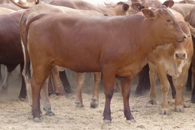 150 GQ No.4 DroughtmasterX Heifers