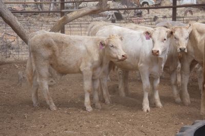 Approx. 64 VGQ CharolaisX mixed sex weaners