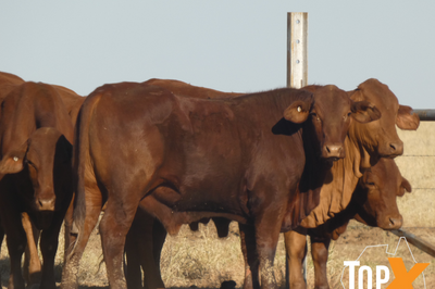 96 Feeder Steers