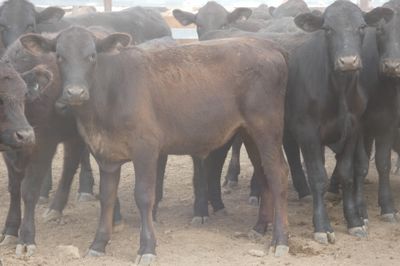 152 VGQ No.4 Black Simmental X Steers