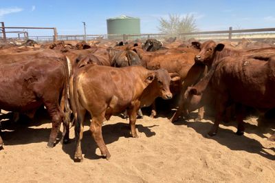 240 Santa Cross Steers