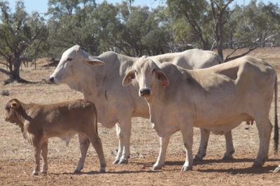 86x21 BrahmanX Cows and Calves