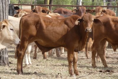 200 Cross Bred HGP FREE No.5 Weaner steers