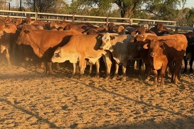 156 GQ Xbred Feeder Steers HGP FREE