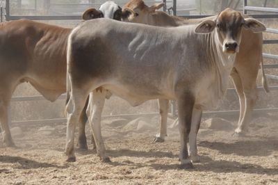 120 Good Quality No.4 BrahmanX Feeder Heifers