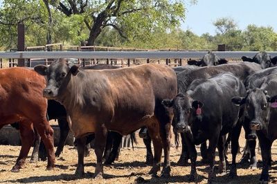 258 VGQ Angus X PTIC/ Cows & Calves Heifers
