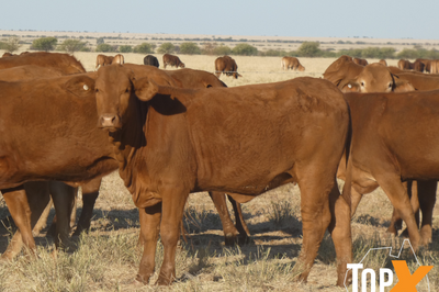 144 Droughtmaster Heifers