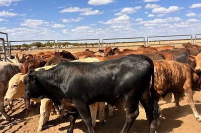 144 VGQ No.5 Cross bred Steers
