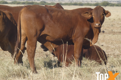 104 Backgrounder Steers