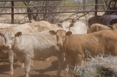 Approx. 64 VGQ CharolaisX mixed sex weaners