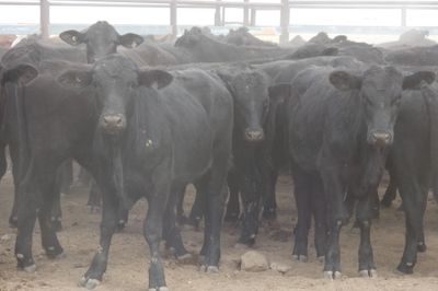 152 VGQ No.4 Black Simmental X Steers