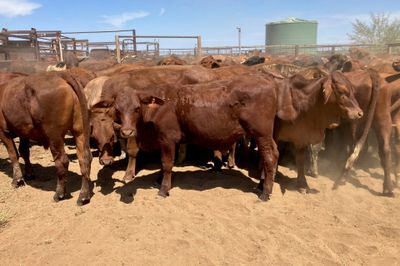 240 Santa Cross Steers