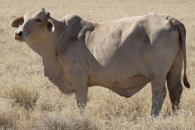 86x21 BrahmanX Cows and Calves