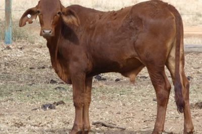200 Cross Bred HGP FREE No.5 Weaner steers