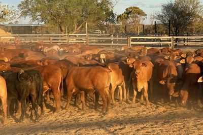 156 GQ Xbred Feeder Steers HGP FREE
