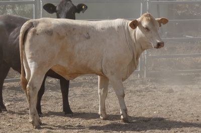120 Good Quality No.4 BrahmanX Feeder Heifers