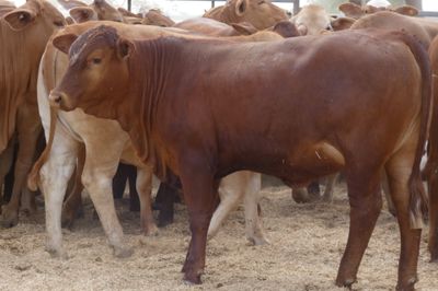 150 GQ No.4 DroughtmasterX Heifers