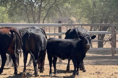 258 VGQ Angus X PTIC/ Cows & Calves Heifers