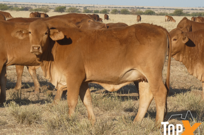 144 Droughtmaster Heifers