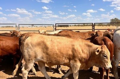 144 VGQ No.5 Cross bred Steers