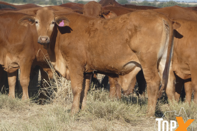 104 Backgrounder Steers