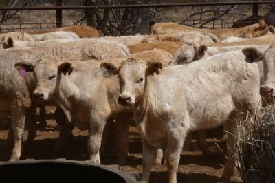 Approx. 64 VGQ CharolaisX mixed sex weaners