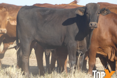 96 Feeder Steers