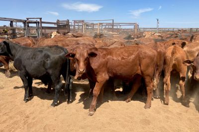 240 Santa Cross Steers