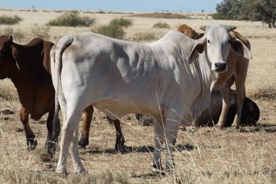 86x21 BrahmanX Cows and Calves