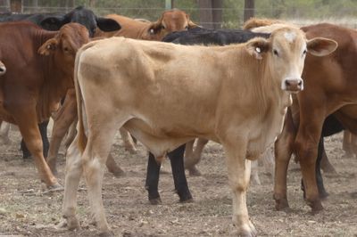 200 Cross Bred HGP FREE No.5 Weaner steers