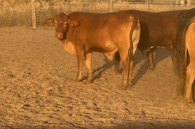 156 GQ Xbred Feeder Steers HGP FREE