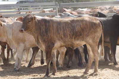 120 Good Quality No.4 BrahmanX Feeder Heifers