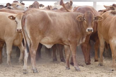 150 GQ No.4 DroughtmasterX Heifers