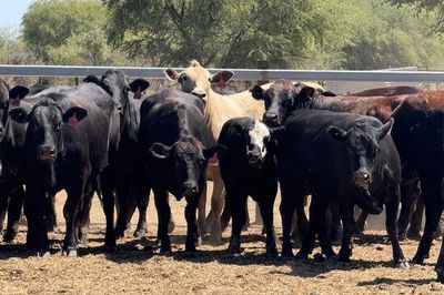 258 VGQ Angus X PTIC/ Cows & Calves Heifers