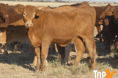 144 Droughtmaster Heifers