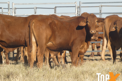 96 Feeder Steers