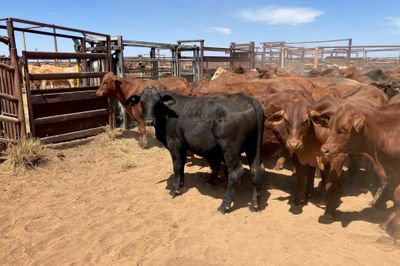 240 Santa Cross Steers