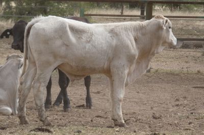 200 Cross Bred HGP FREE No.5 Weaner steers