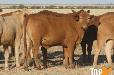 144 Droughtmaster Heifers