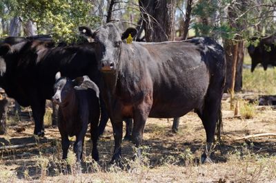 340 Angus & Angus X Cows & Calves
