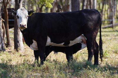 340 Angus & Angus X Cows & Calves